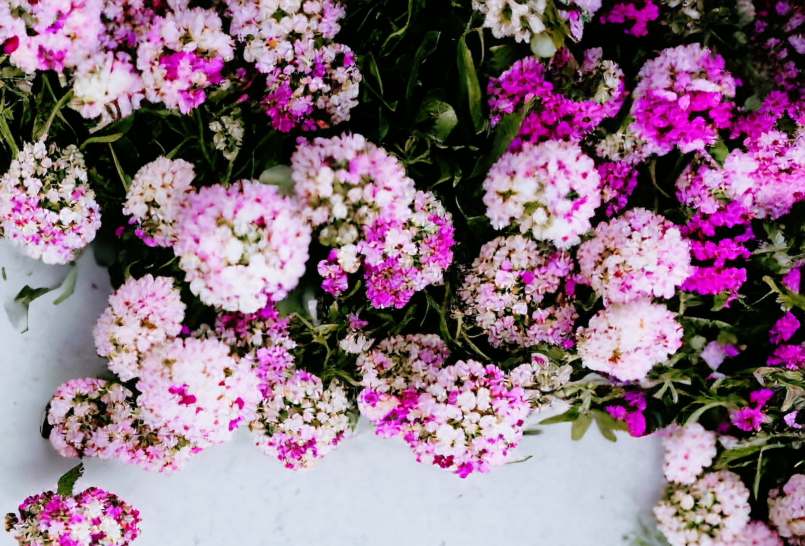 Prada Paradoxe Virtual Flower