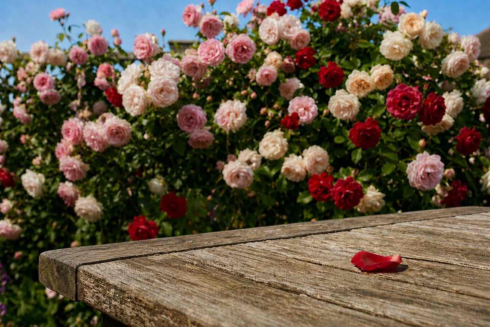 Zara Rose Petal Drops