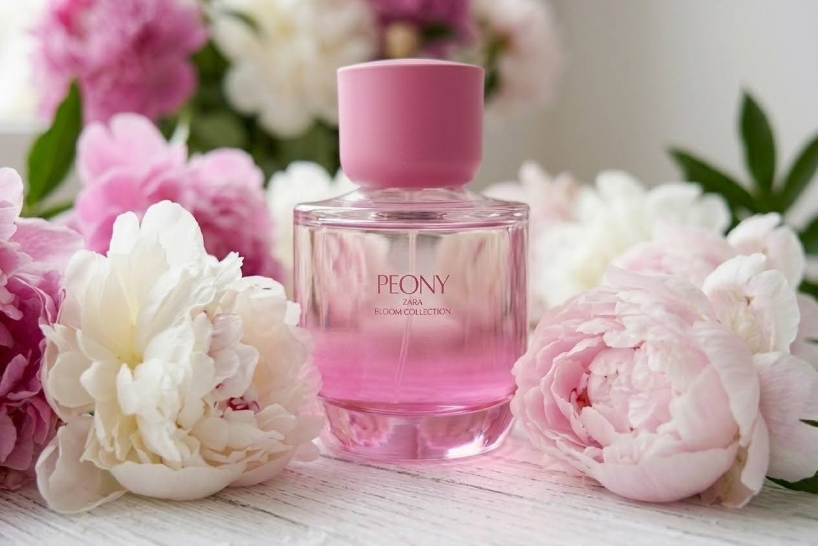Zara Peony