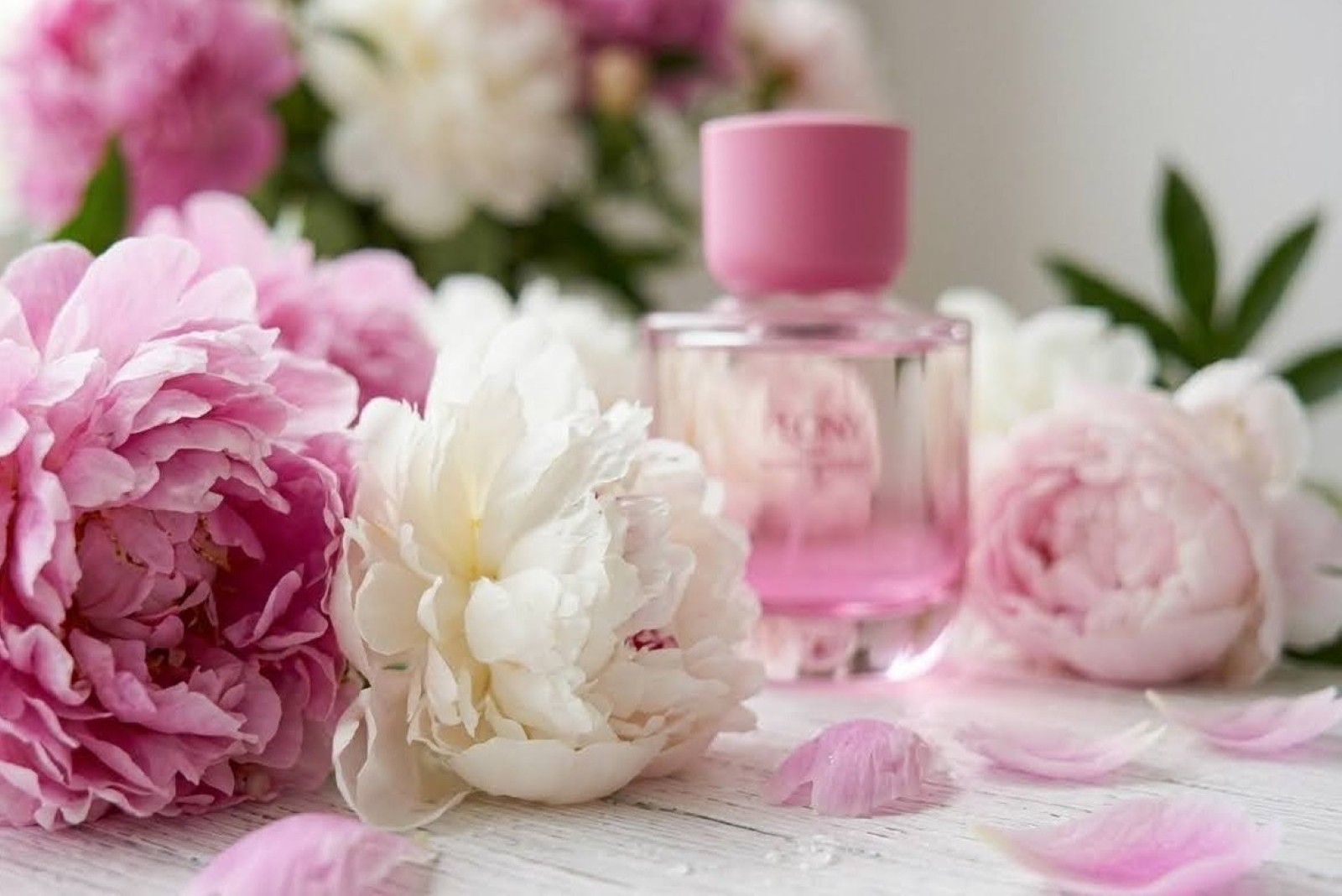 Zara Peony